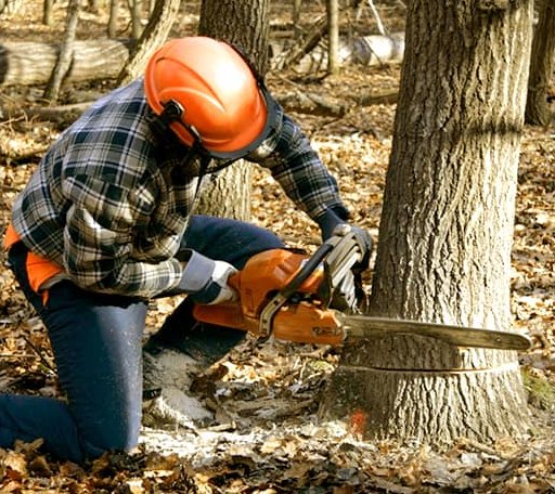 Tree Removal in Hemlock, NY